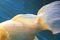 picture of a fish